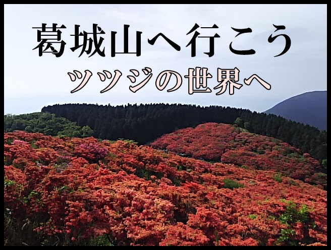 奈良県のおススメ情報 葛城山のつつじ が楽しめる季節と駐車場情報