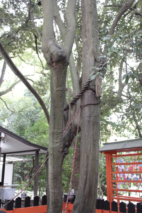 下鴨神社で縁結びをお祈りするなら 連理の賢木 に手を合わせよ